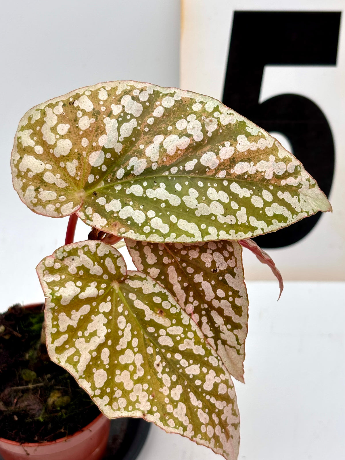 Begonia Snowcap Variegata