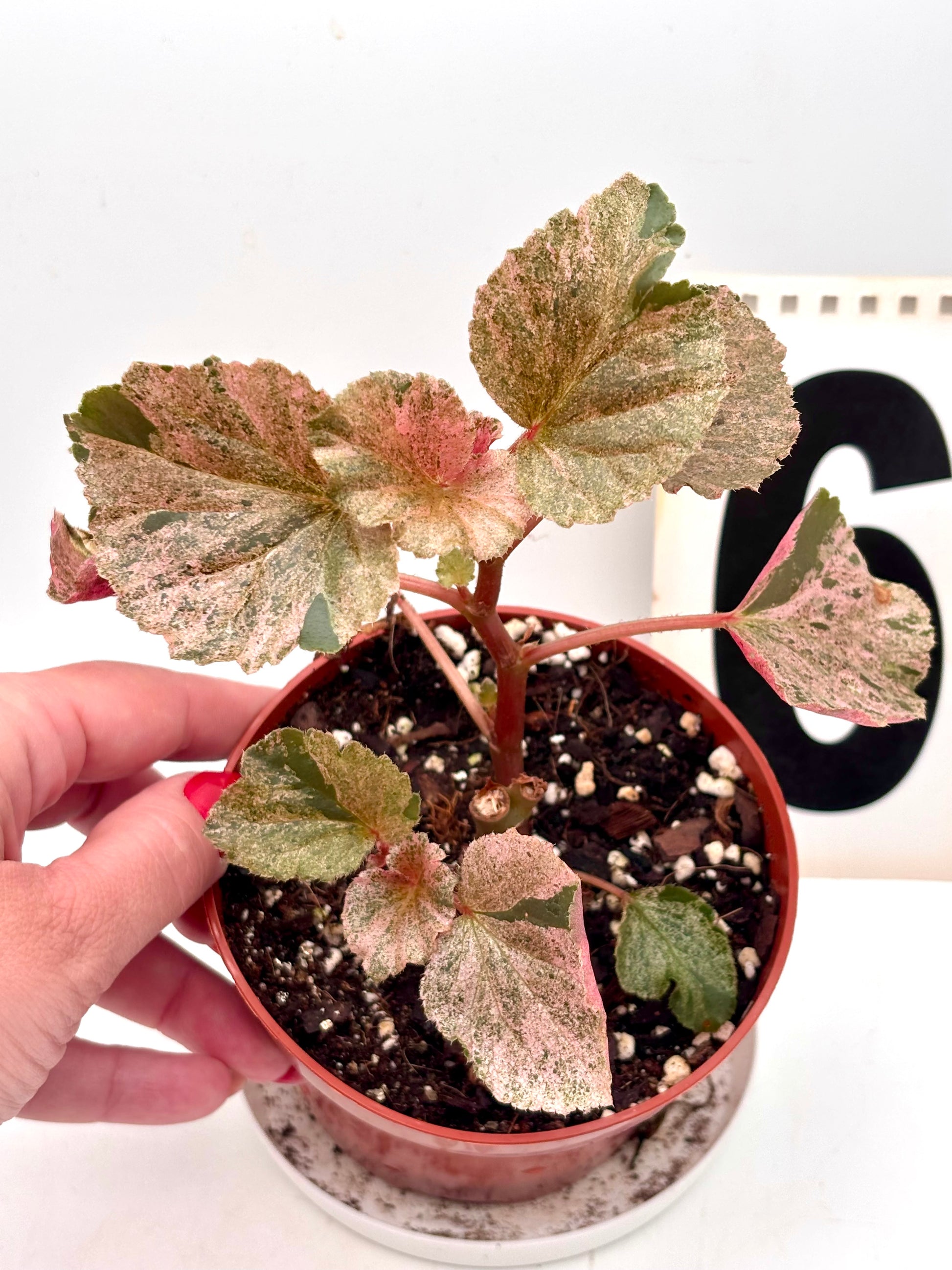 Begonia Cucullata Variegata