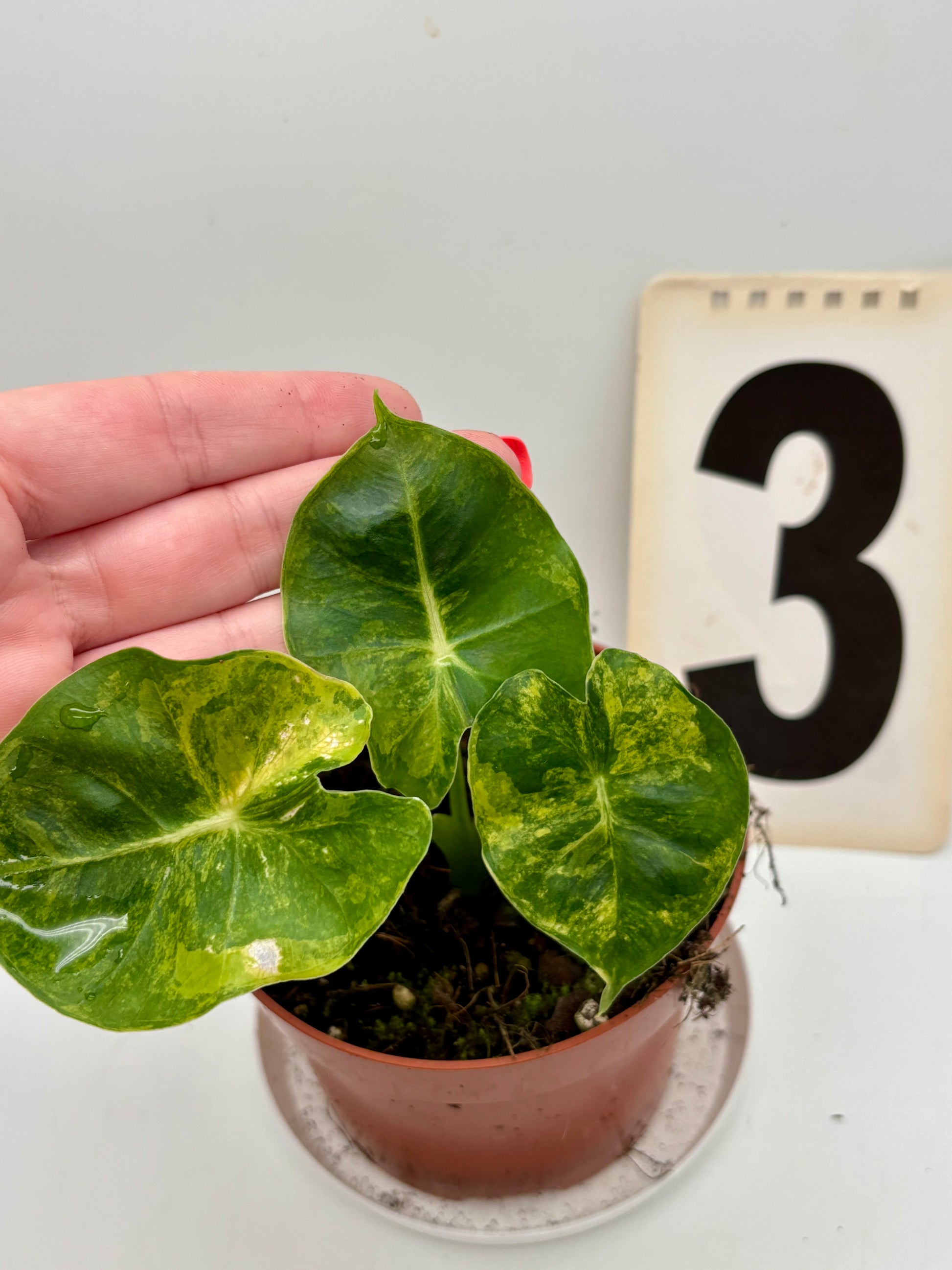 Alocasia London Eye Variegata