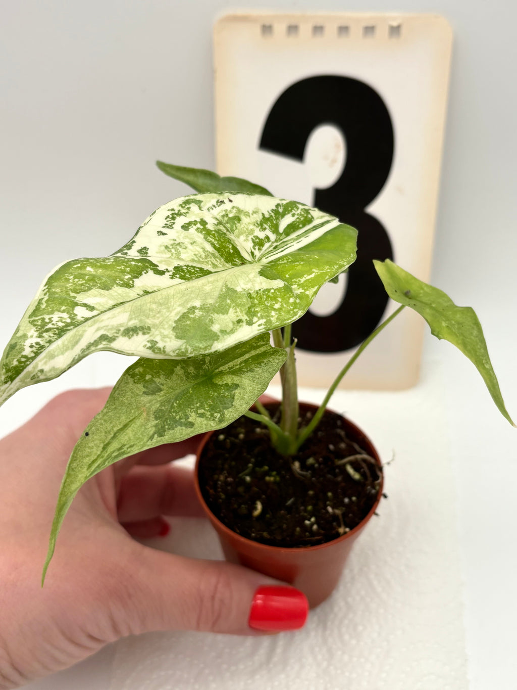 Alocasia Simpo Albo Variegata