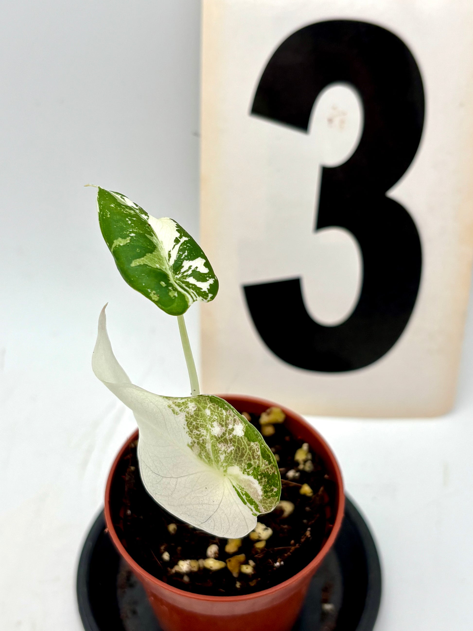 Alocasia Black Velvet Variegata