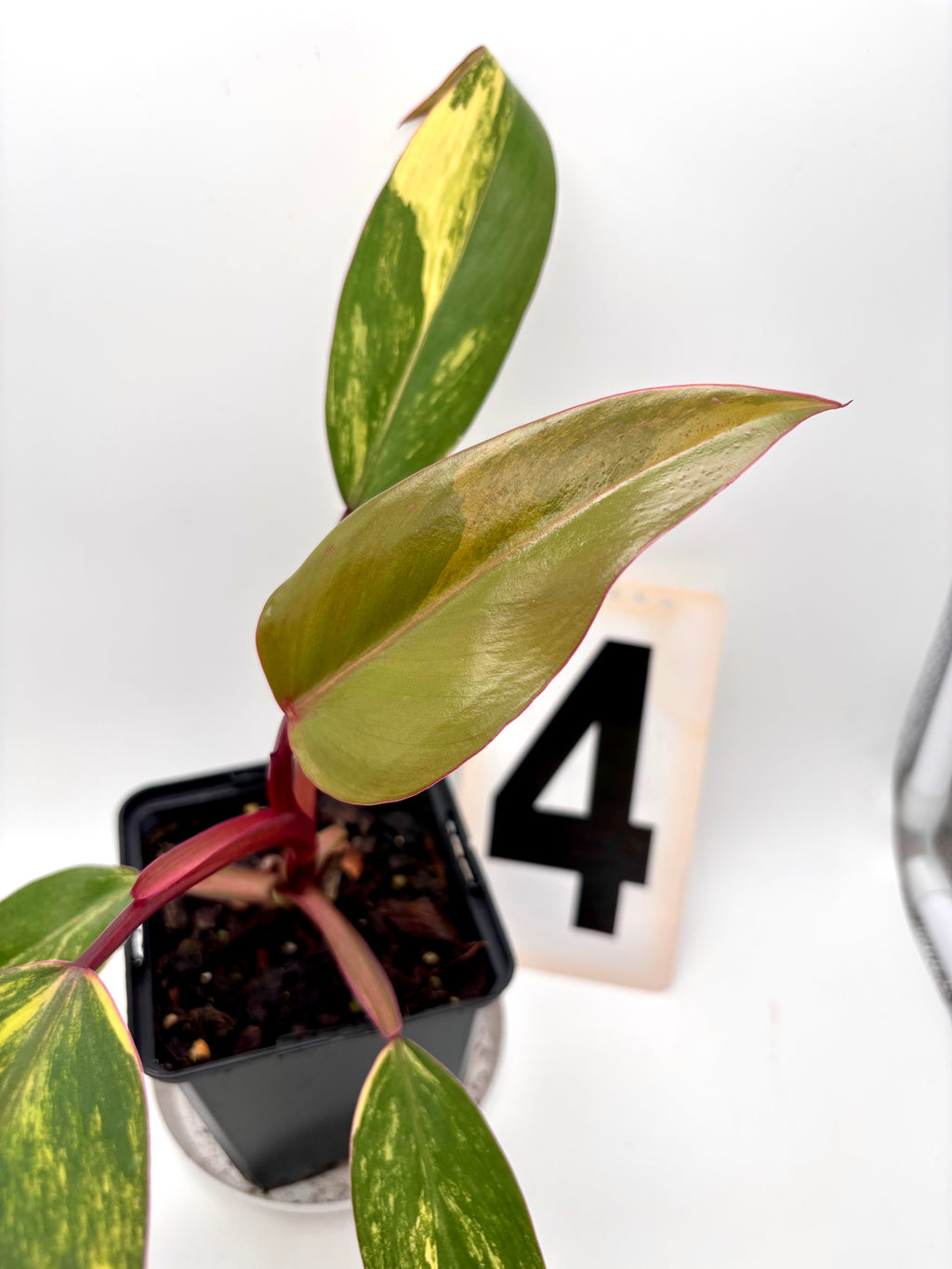 Philodendron Strawberry Shake