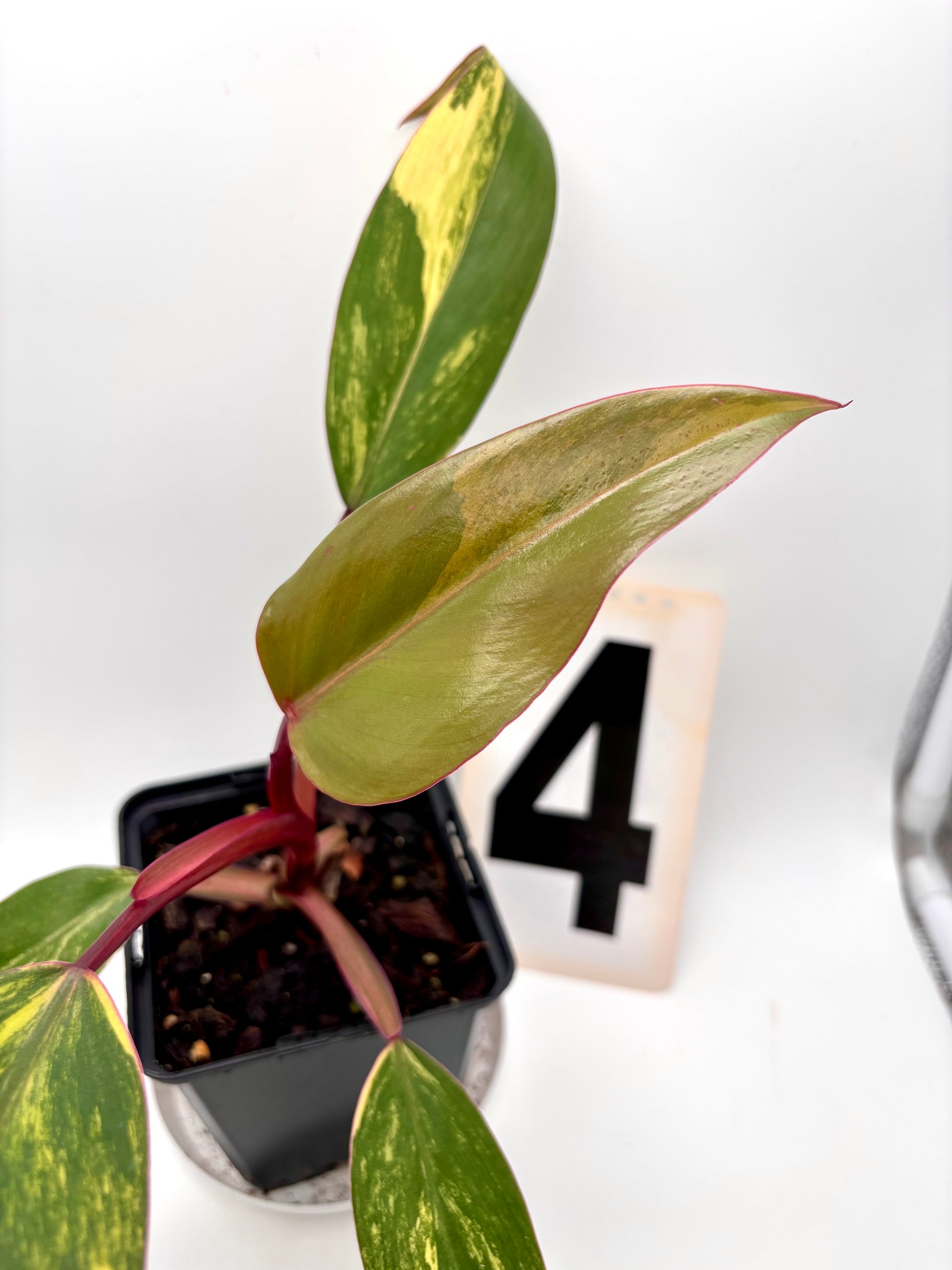 Philodendron Strawberry Shake