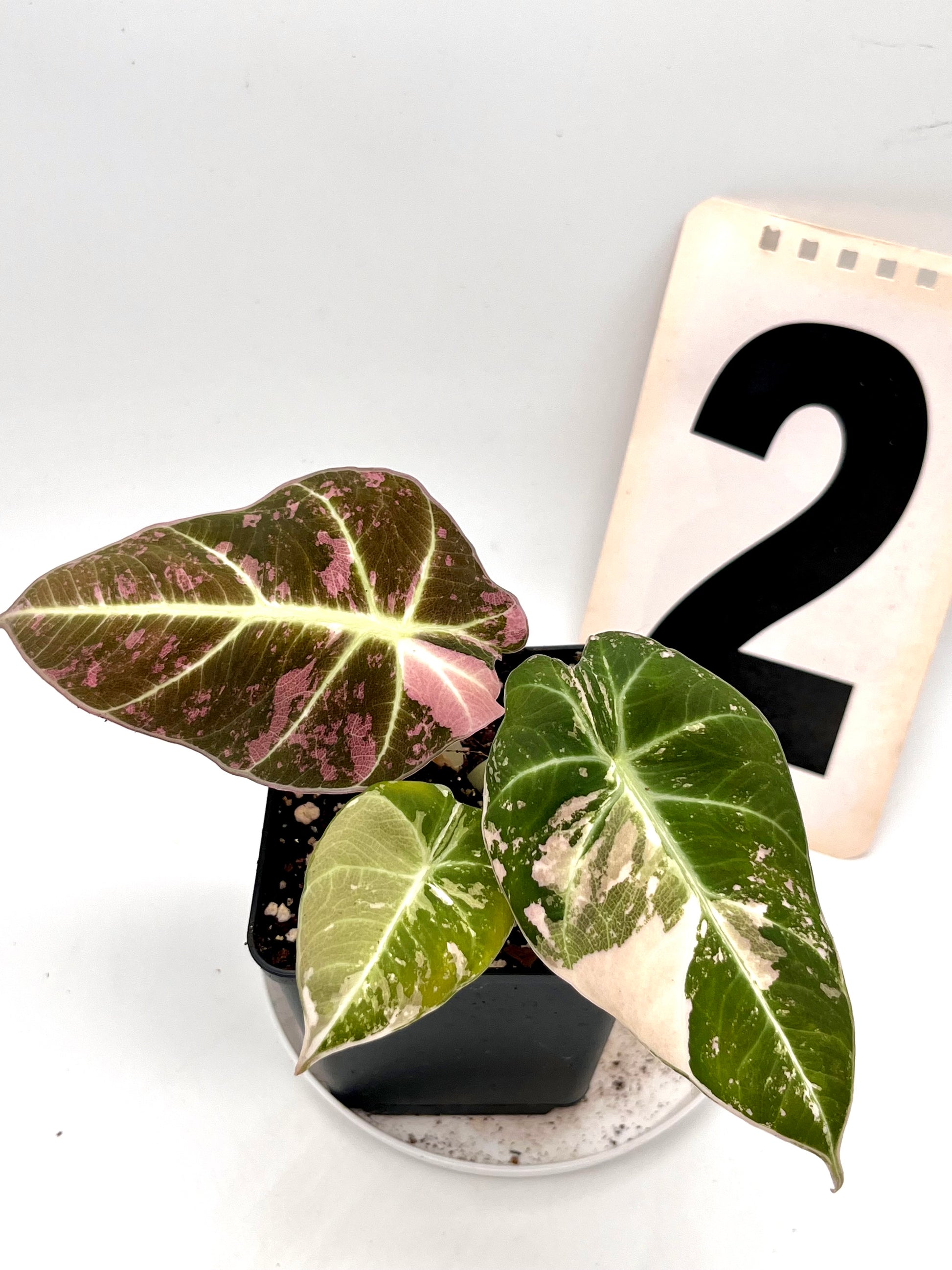 Alocasia Black Velvet Variegata