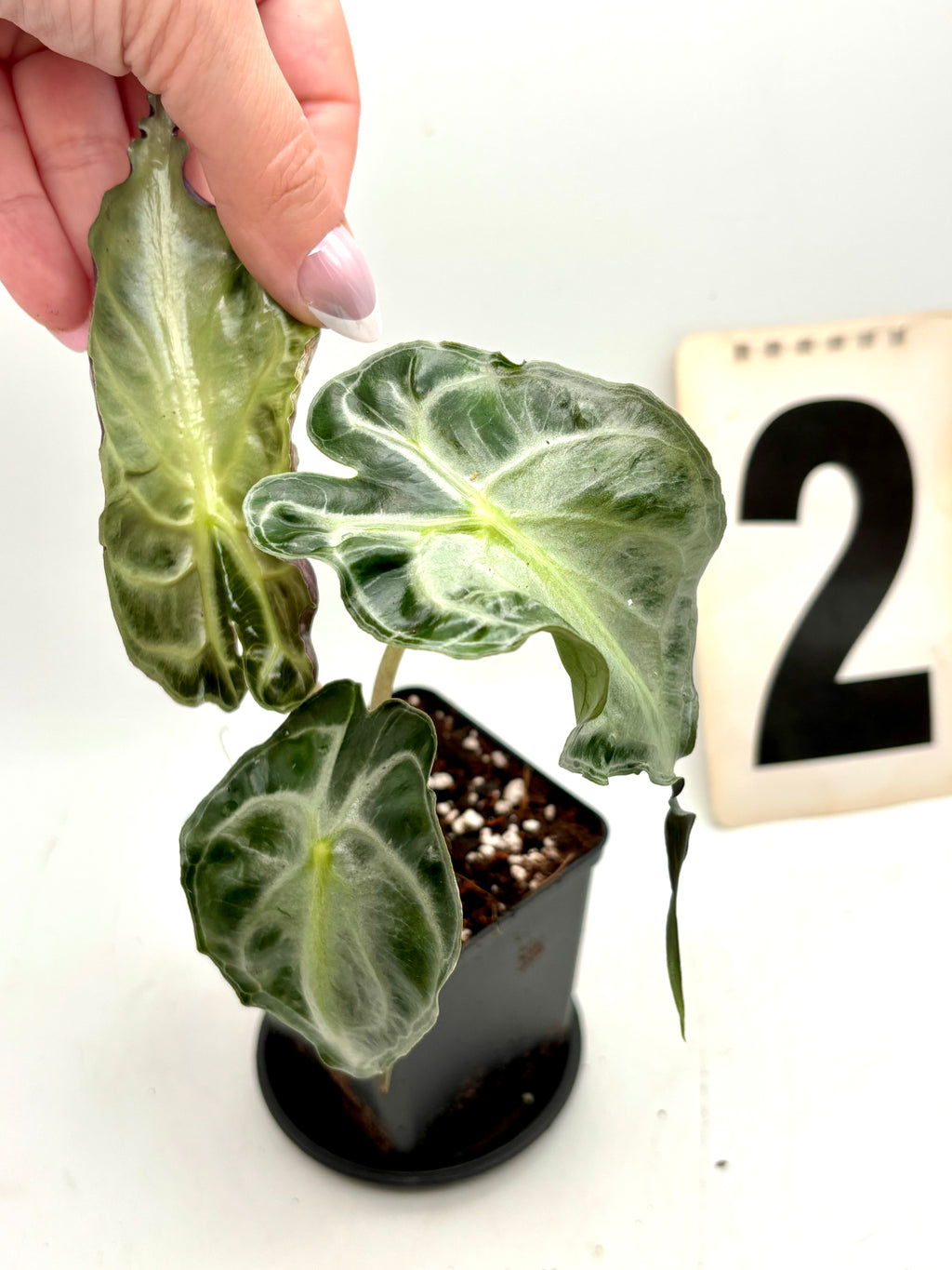 Alocasia Venom Pflanze von Exotic-Flowers mit großen, grünen Blättern und auffälligen dunklen Mustern.