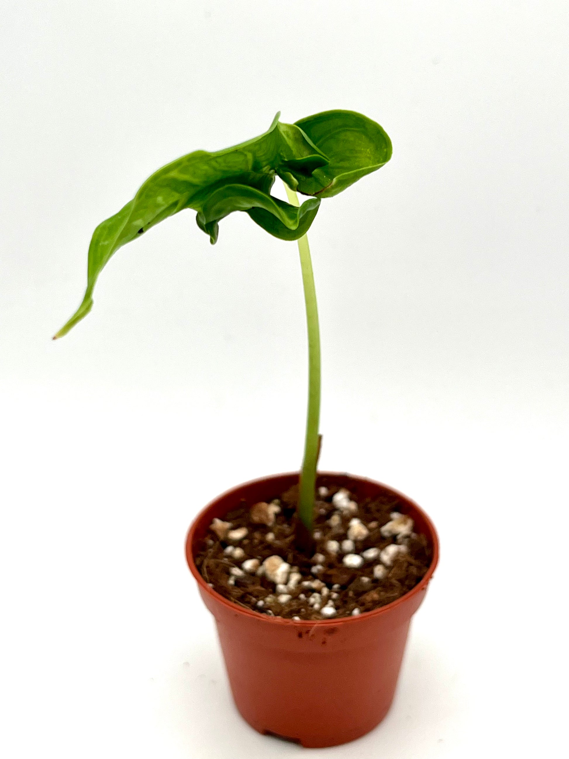 Alocasia Teletubbies Baby