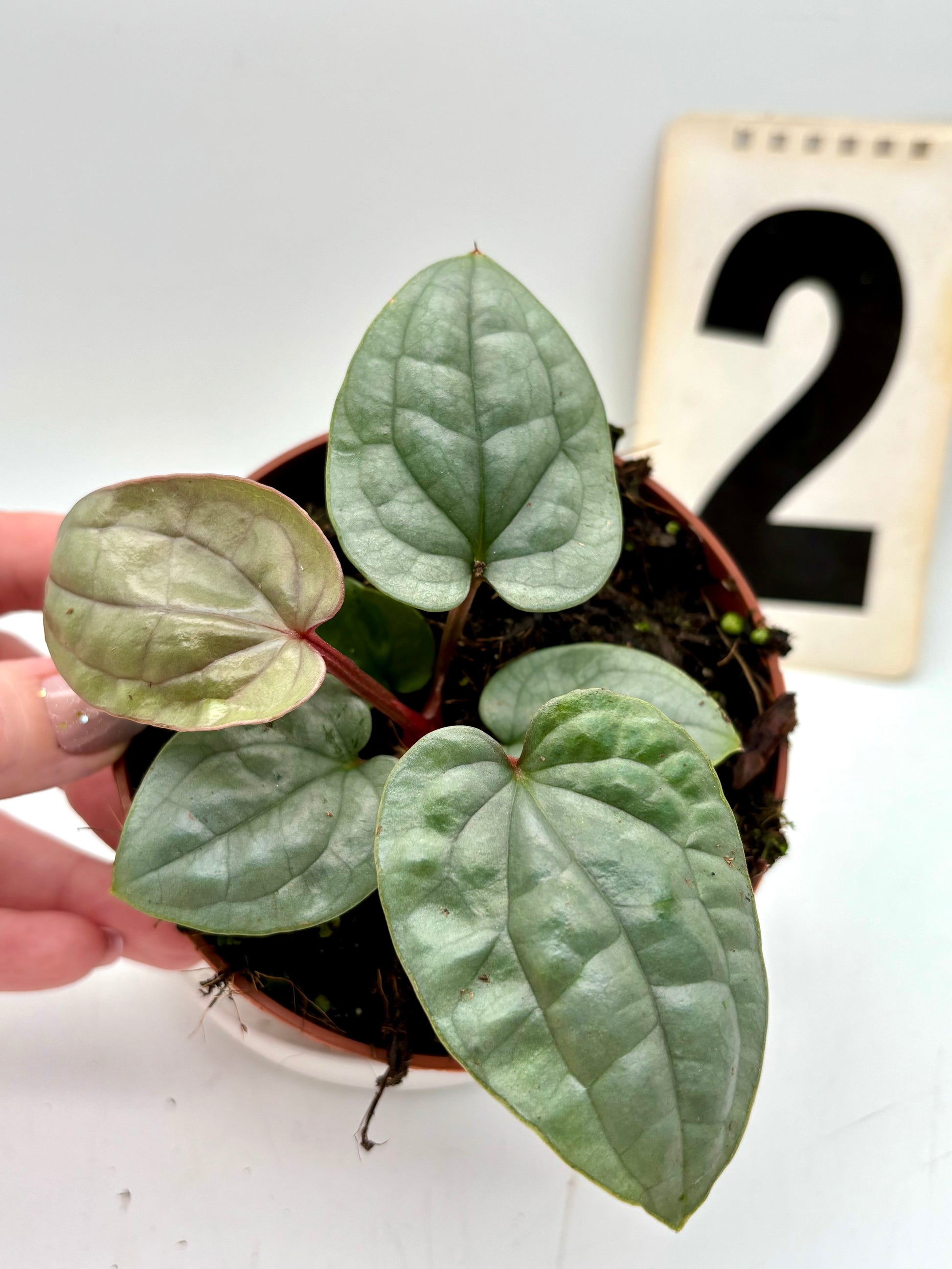 Anthurium Luxurians - Exotic-Flowers