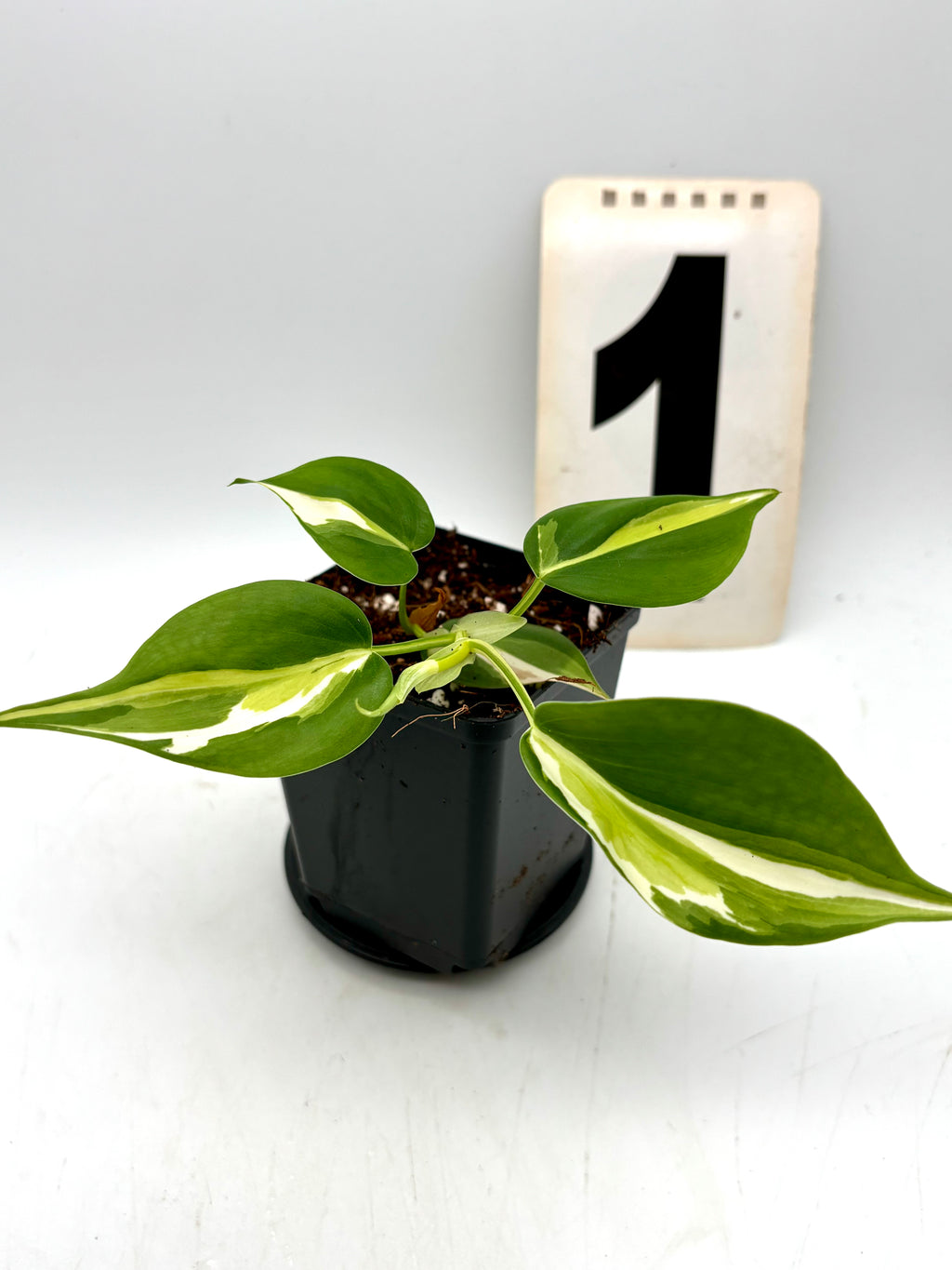 Philodendron Cream Splash Pflanze von Exotic-Flowers mit grün-weißen Blättern, ideal für Zimmerpflanzen und Dekoration.