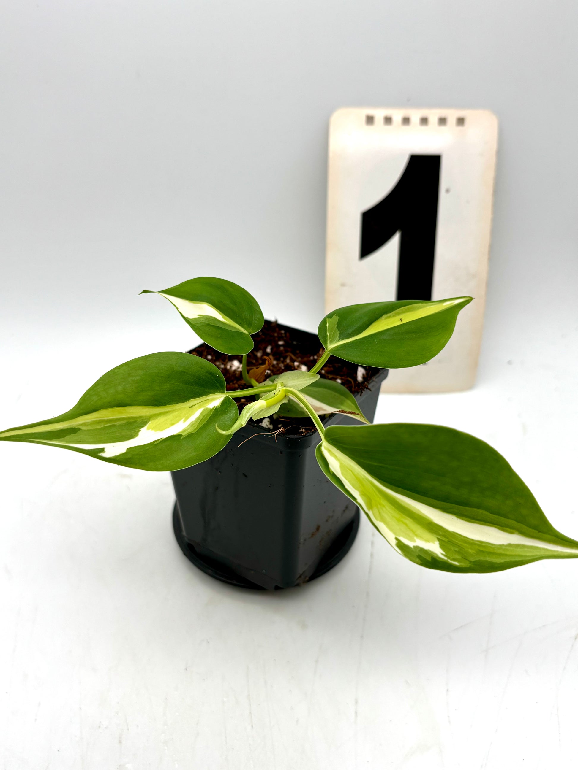Philodendron Cream Splash Pflanze von Exotic-Flowers mit grün-weißen Blättern, ideal für Zimmerpflanzen und Dekoration.