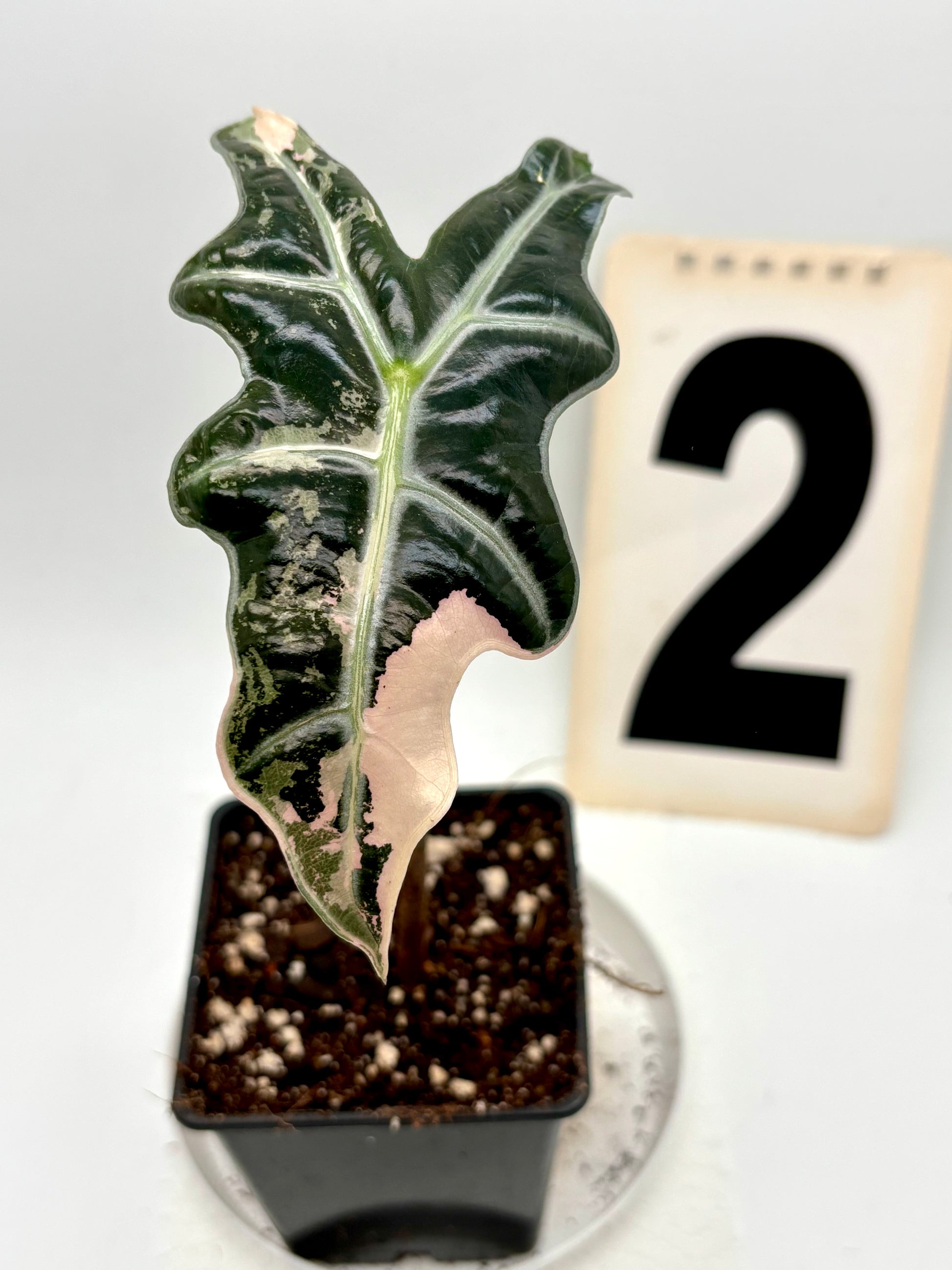 Alocasia Nobilis Variegata