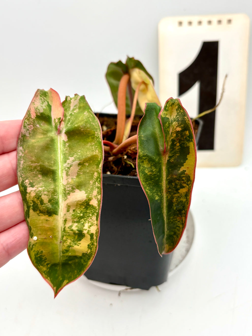 Variegierter Philodendron Billietiae von Exotic-Flowers, grüne Blätter mit gelben Mustern, Topfpflanze auf Holztisch.
