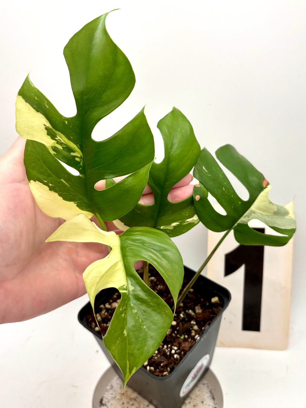 Rhaphidophora Tetrasperma Albo Variegata, Monstera Minima, mit weißen und grünen Blättern, Topfpflanze, dekorative Zimmerpflanze