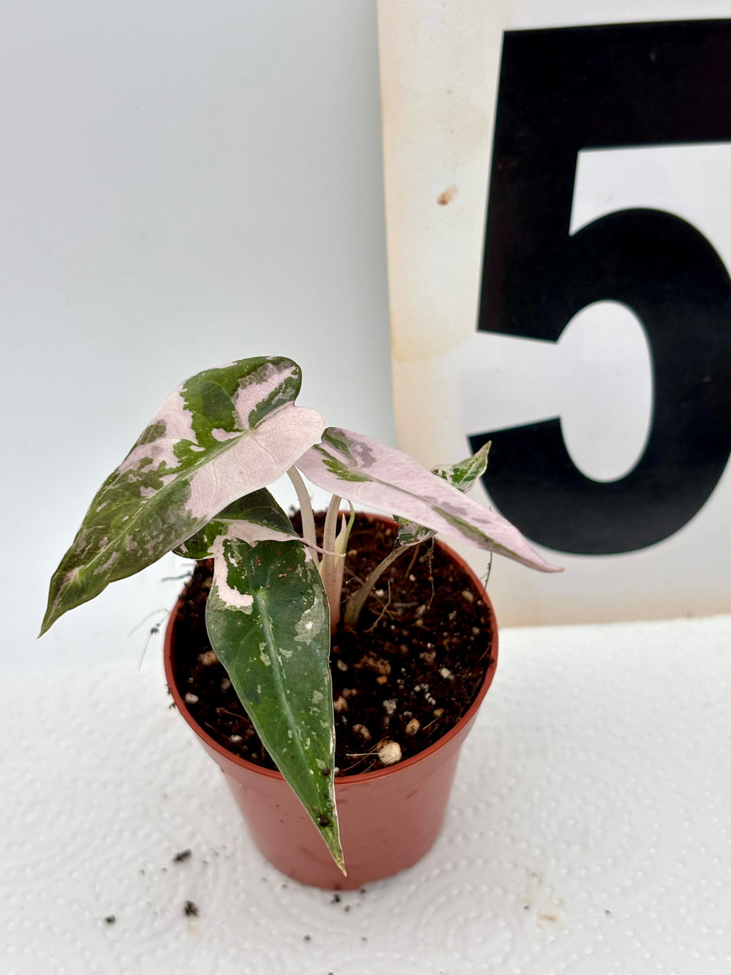 Alocasia Bambino Variegata - Exotic-Flowers