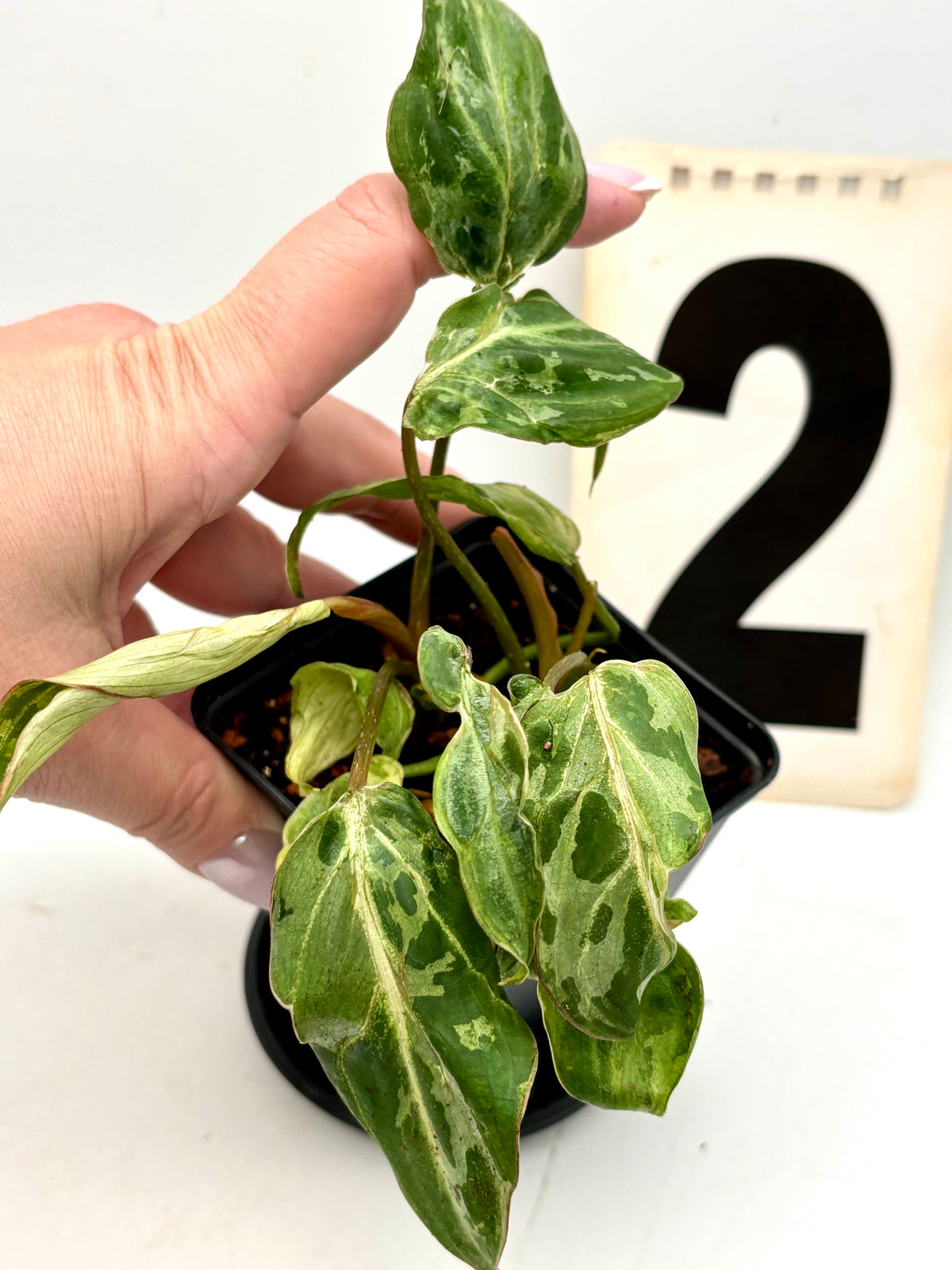 Variegierter Philodendron Gloriosum Snow Leopard Jungpflanze von Exotic-Flowers, grüne Blätter mit weißen und cremefarbenen Mustern