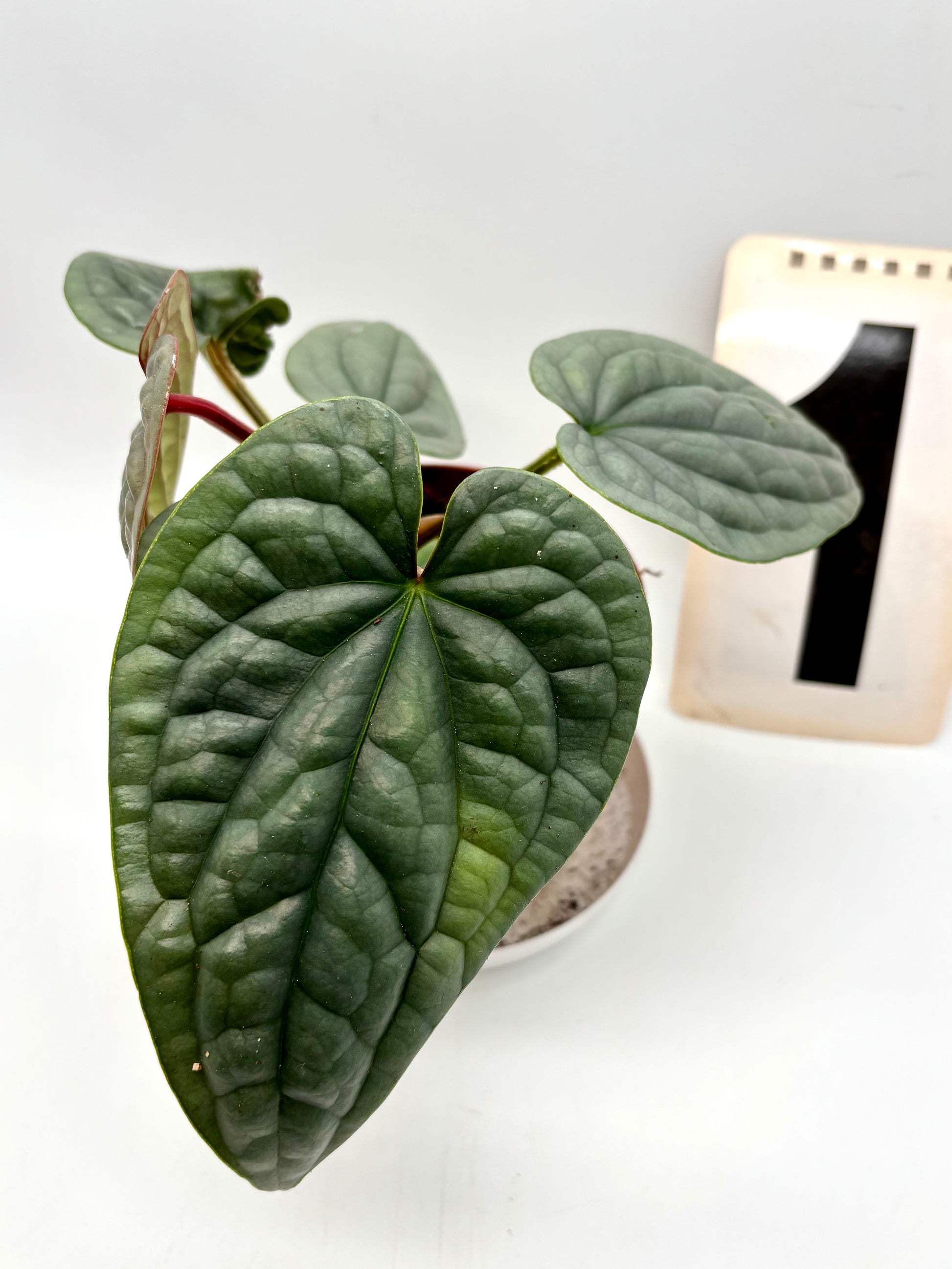 Anthurium Luxurians