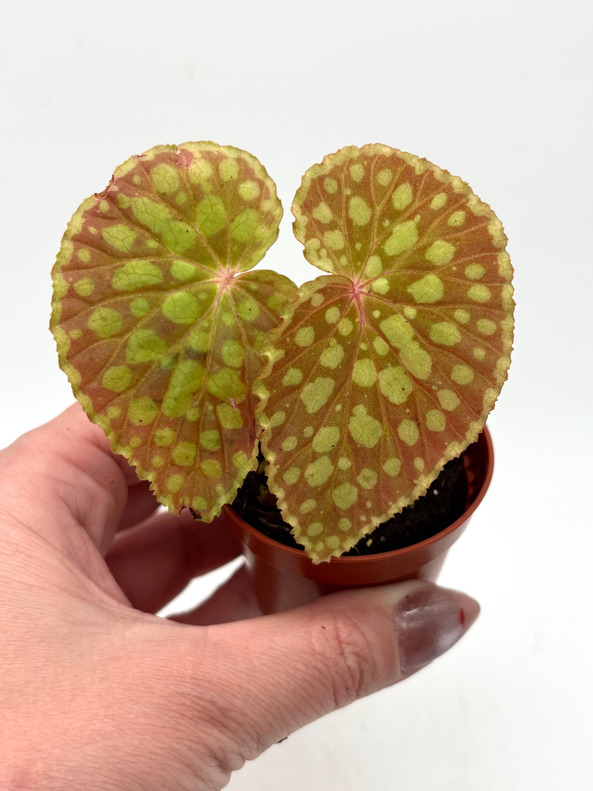 Bengonia Chlorosticta Pflanze mit grünen Blättern und bunten Blüten, von Exotic-Flowers, Nahaufnahme der Pflanze