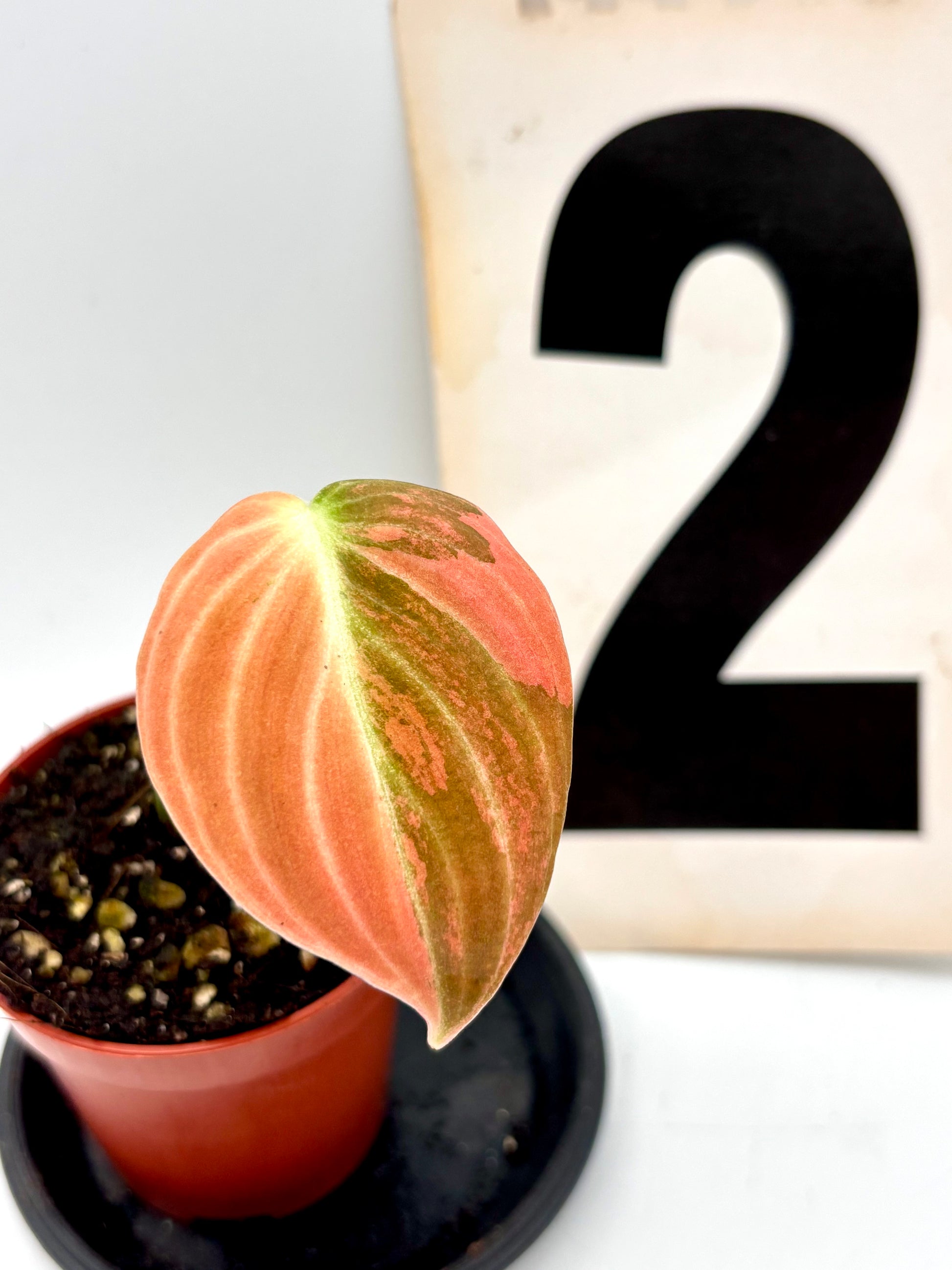Philodendron Melanochrysum Pink Variegata, exotische Zimmerpflanze mit grünen und rosa Blättern, auf einem Holztisch.