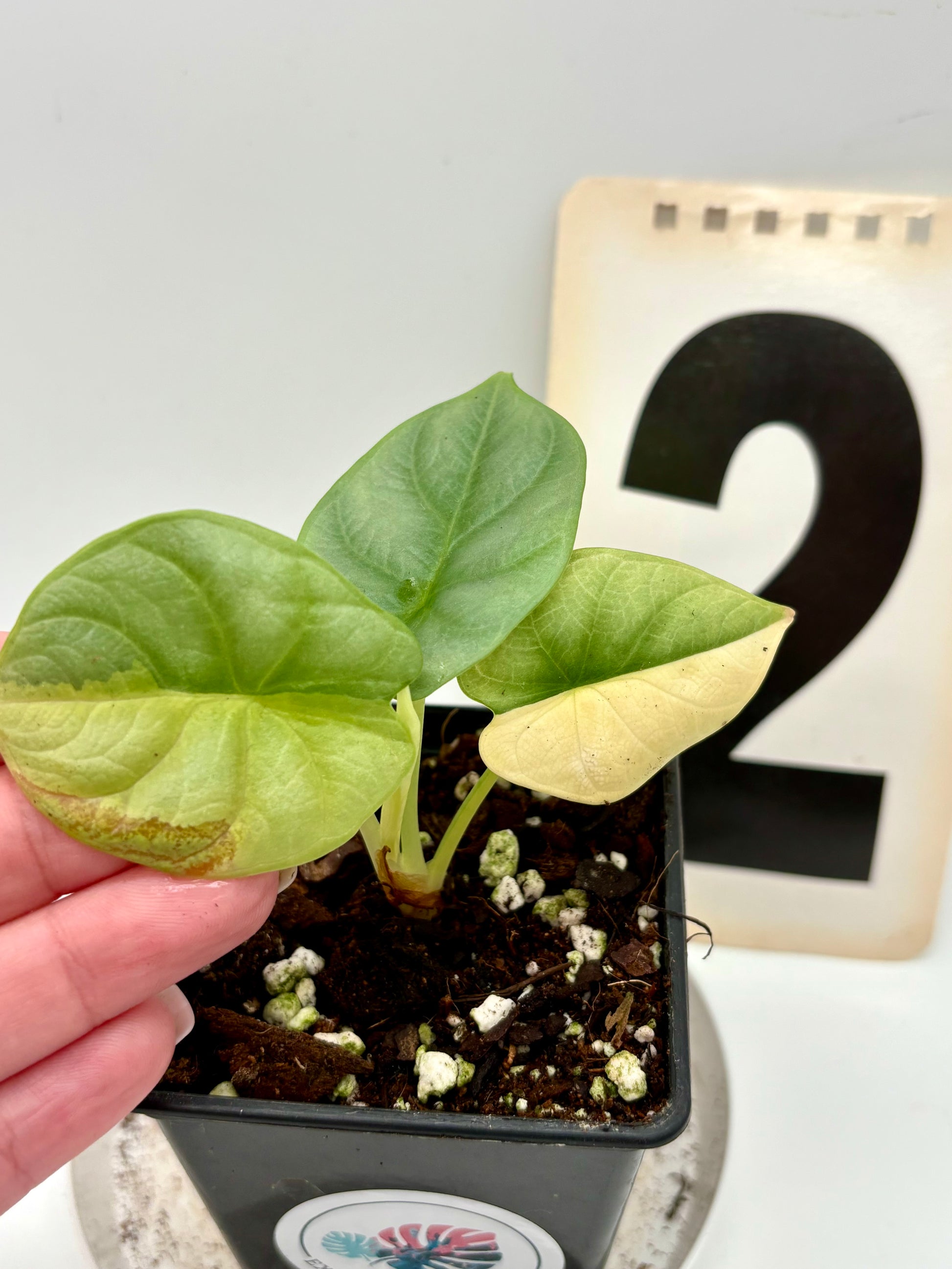 Alocasia Silver Dragon Aurea Variegata