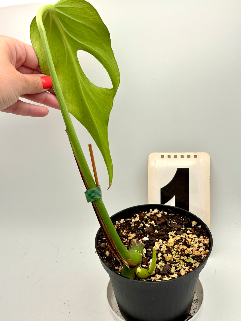 Monstera Burle Marx Flame Pflanze von Exotic-Flowers mit auffälligen, gebrannten Blättern und einzigartigem Laub.