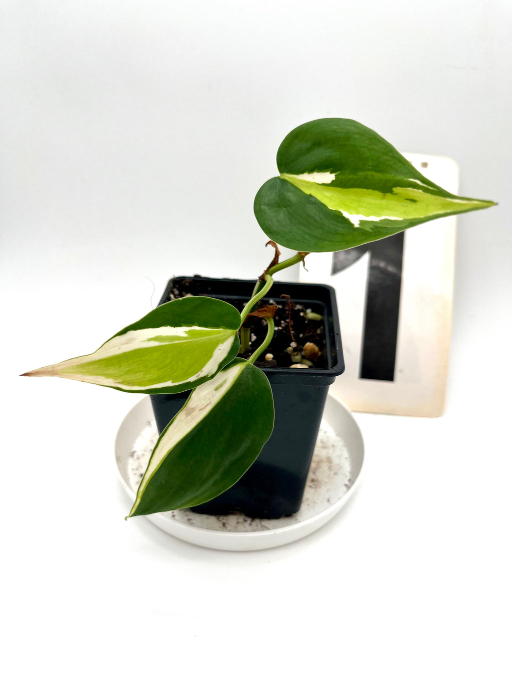 Philodendron Cream Splash