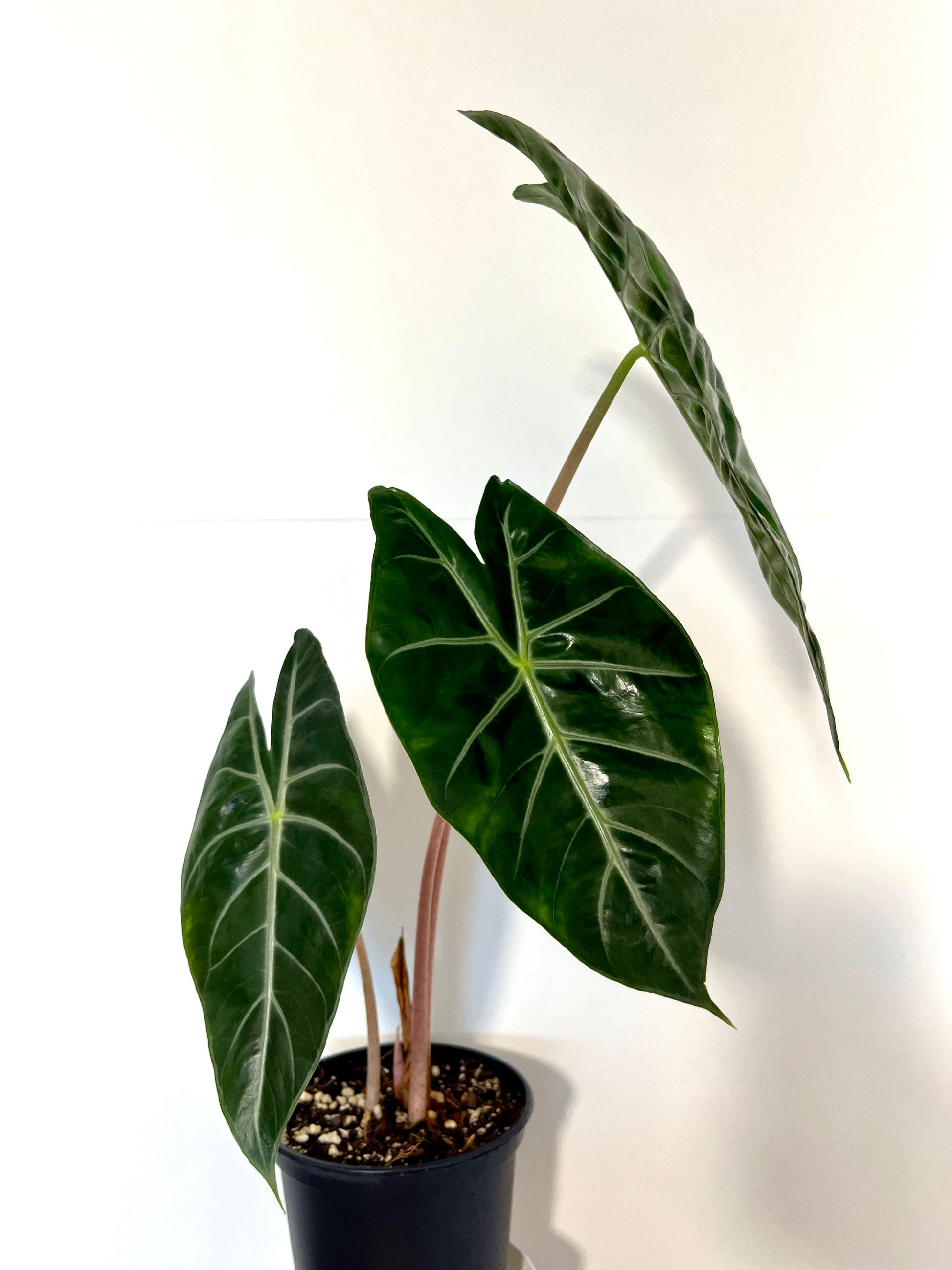 Alocasia Morocco