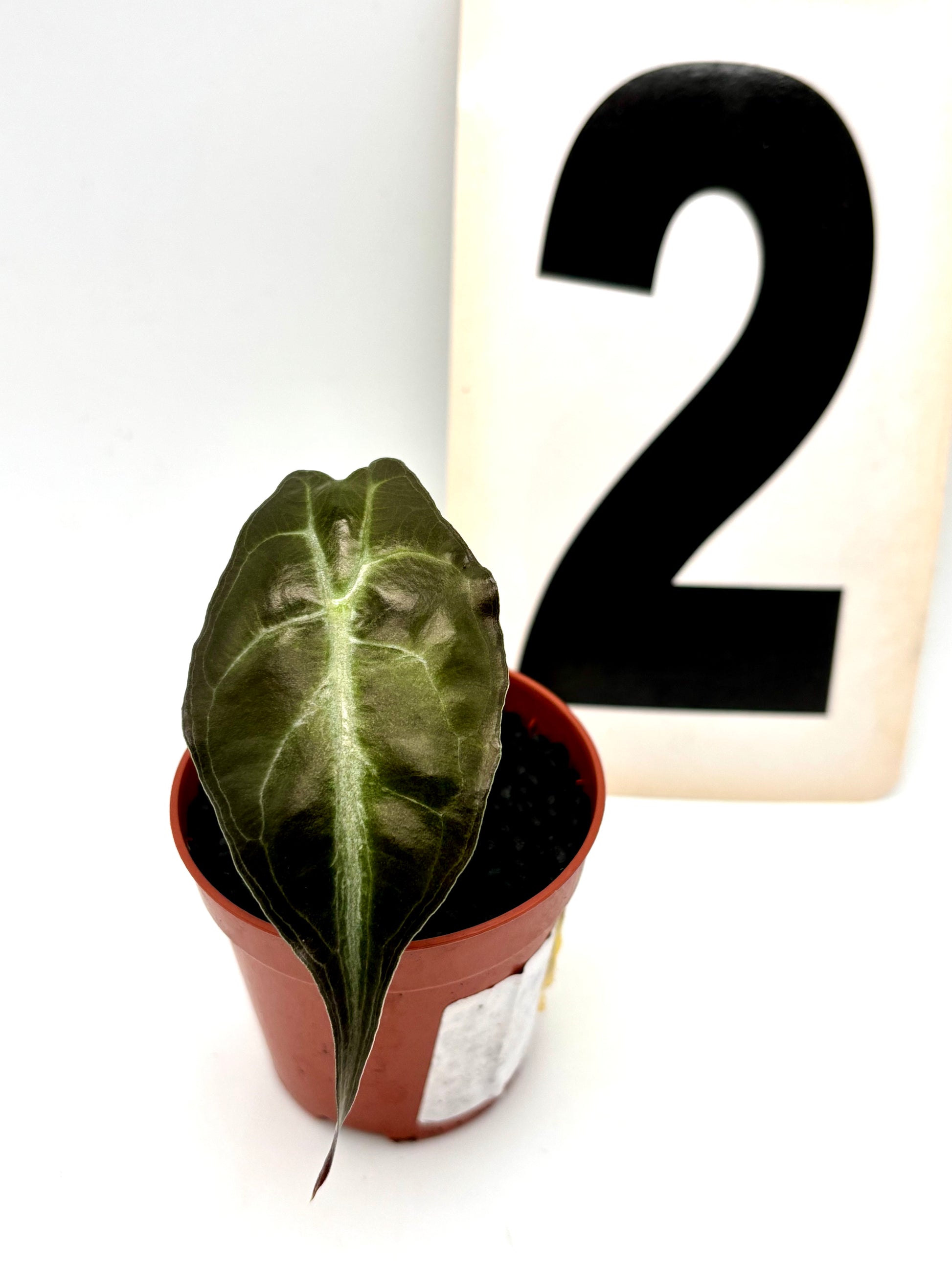 Alocasia Venom