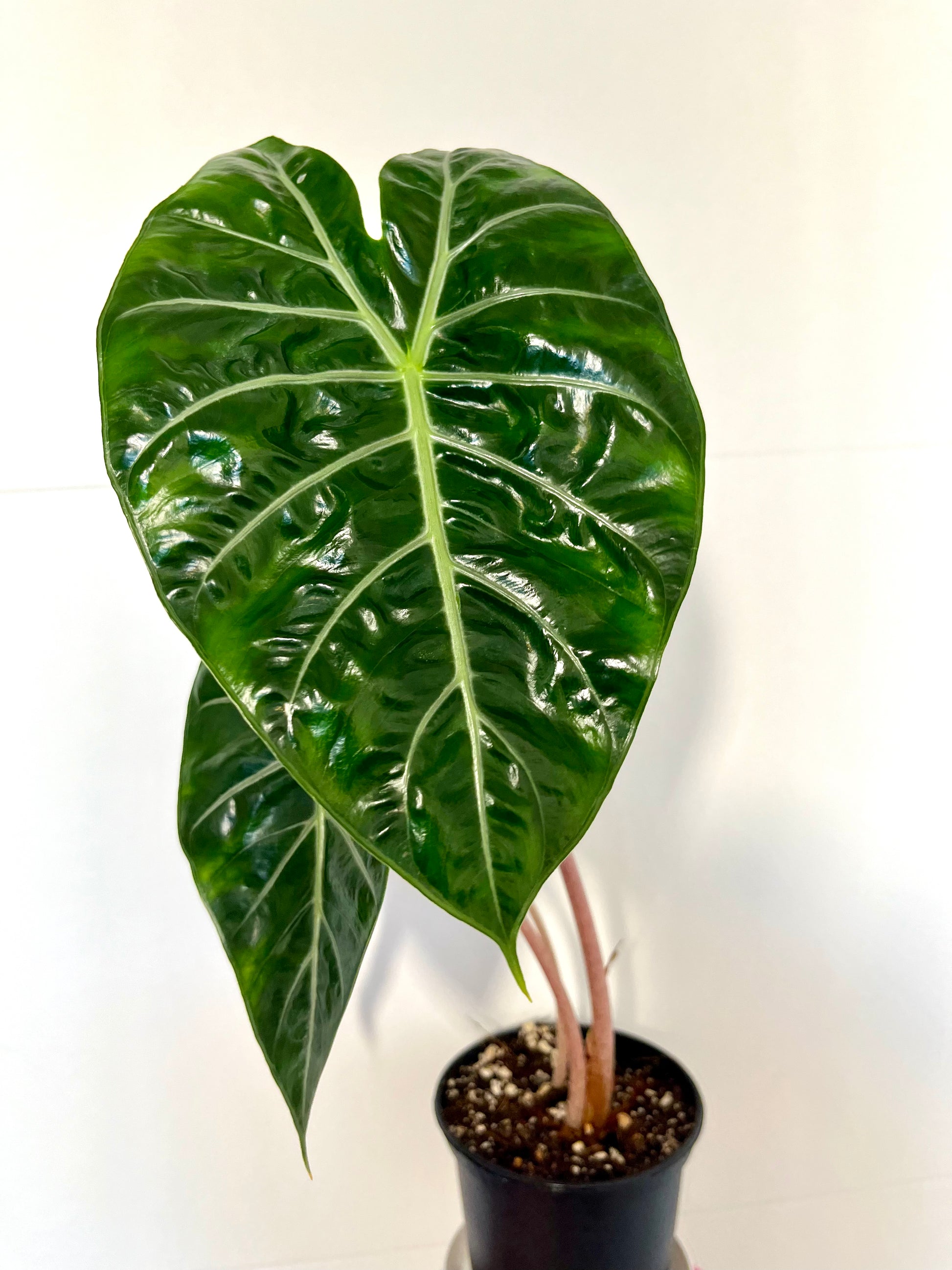 Alocasia Morocco