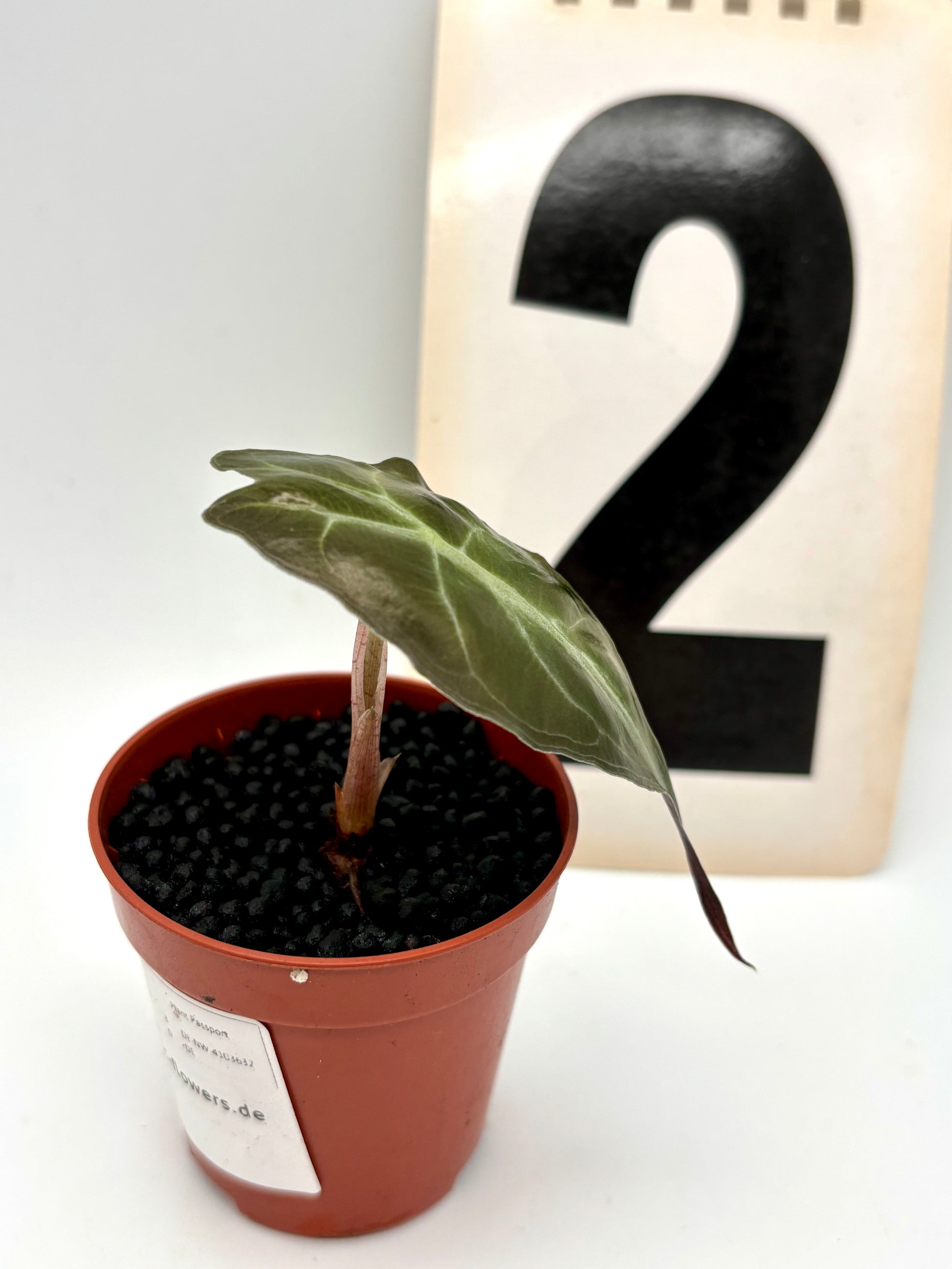 Alocasia Venom