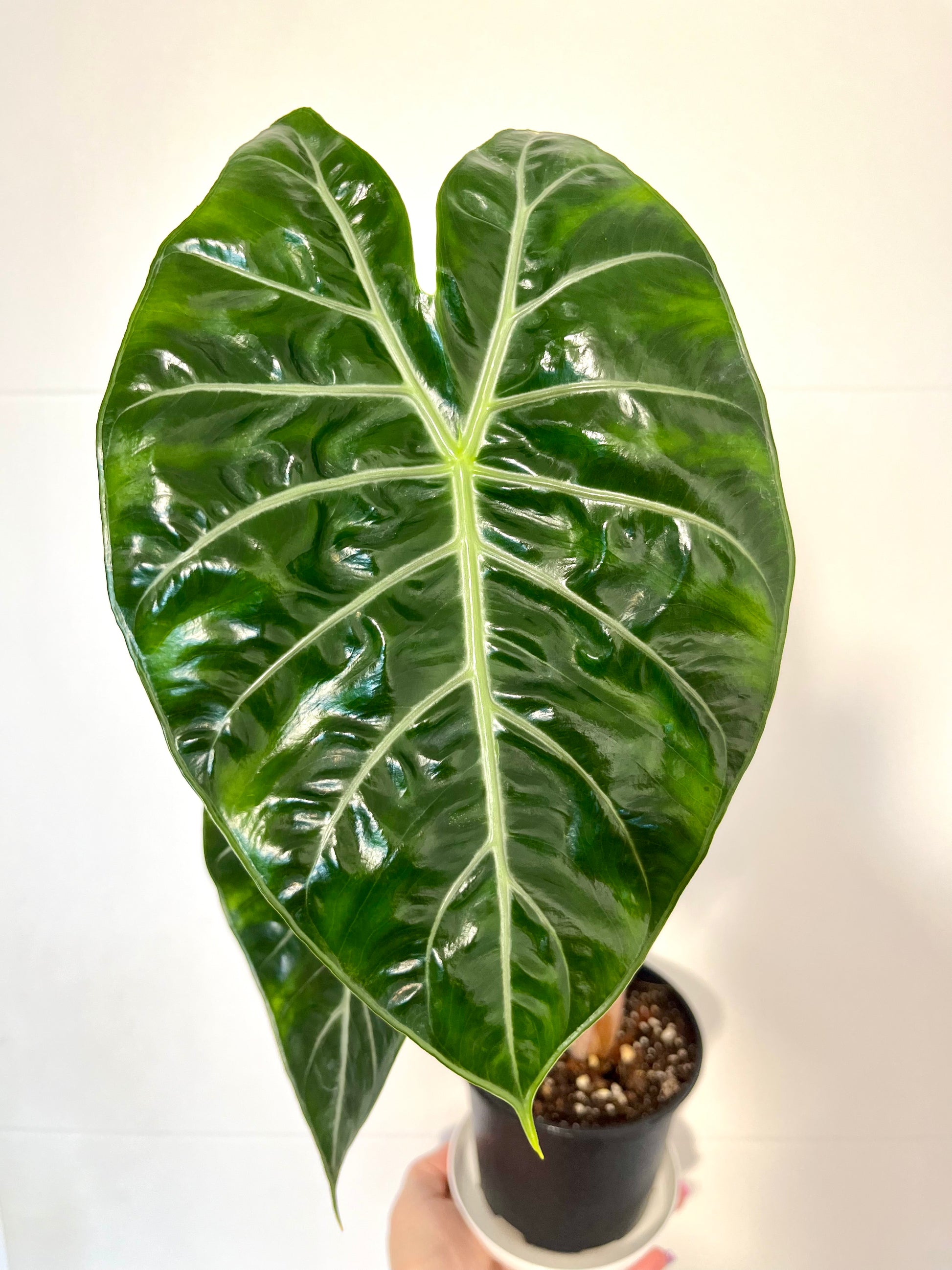 Alocasia Morocco