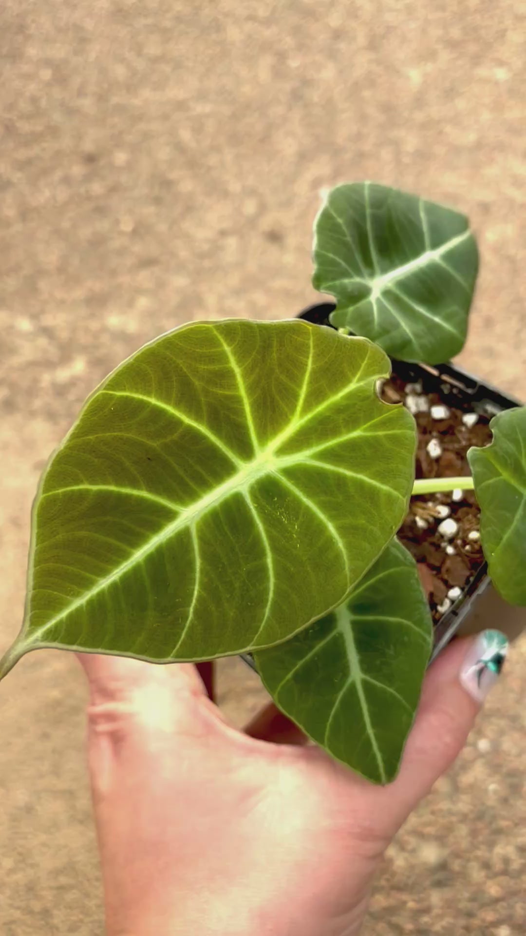 Alocasia Green Velvet
