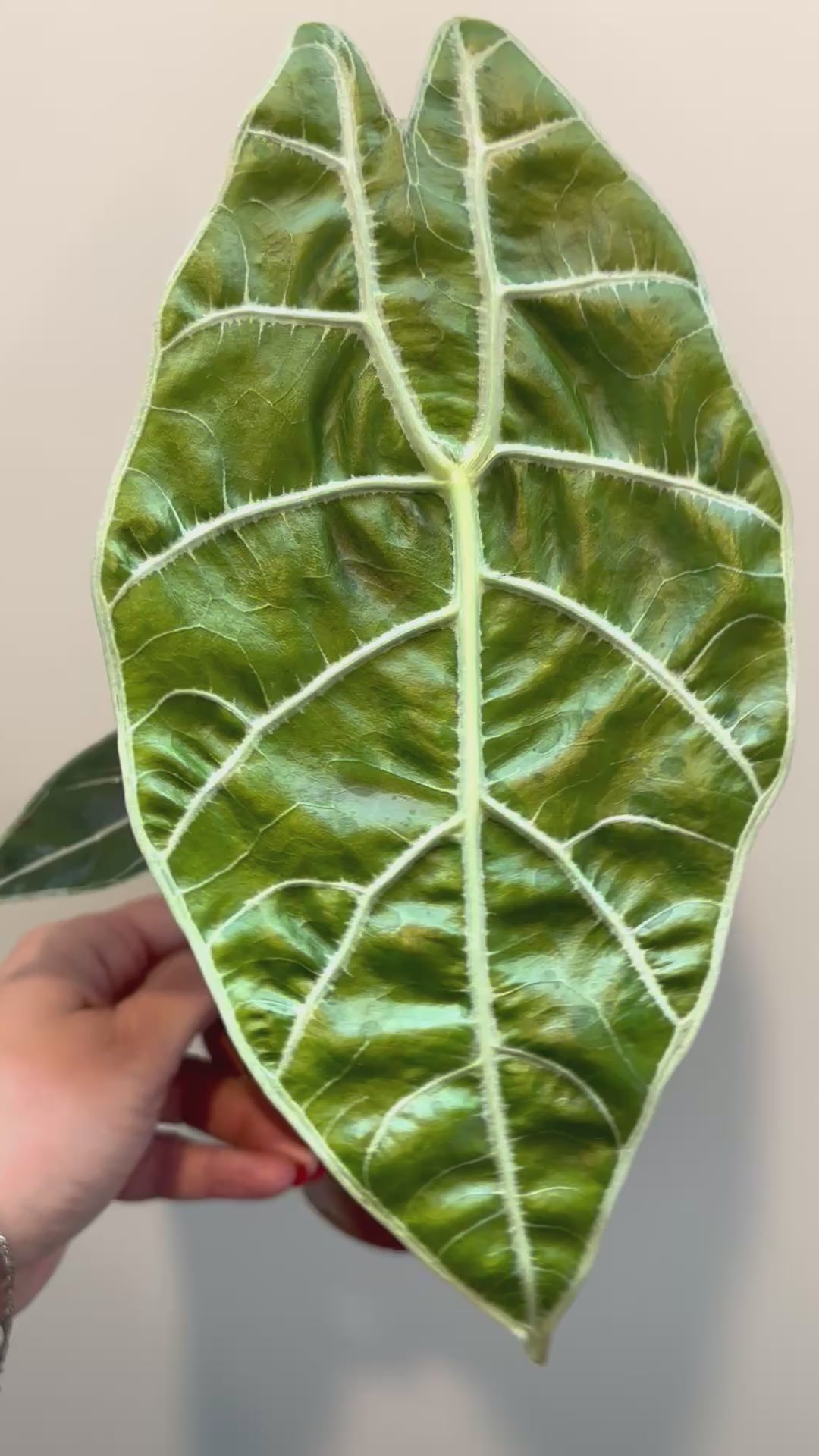 Special Deal - Alocasia Watsoniana