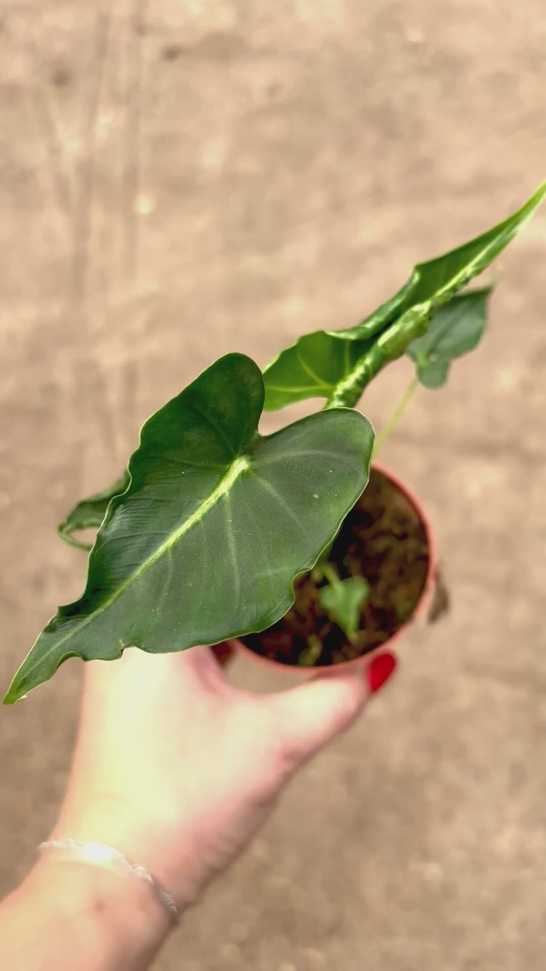 Special Deal - Alocasia Frydek Tattoo / Emerald Tide