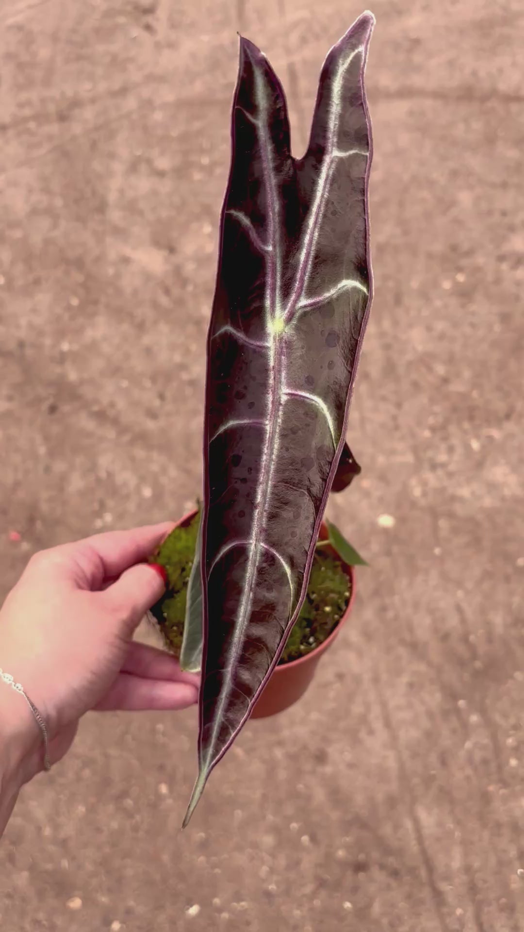 Special Deal - Alocasia Longiloba Purple